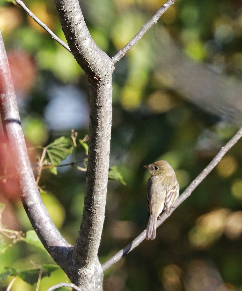 Western Flycatcher - Kelly Rogers