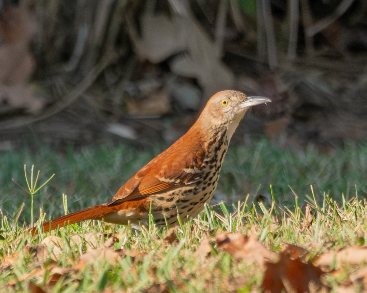Brown Thrasher - ML610516379