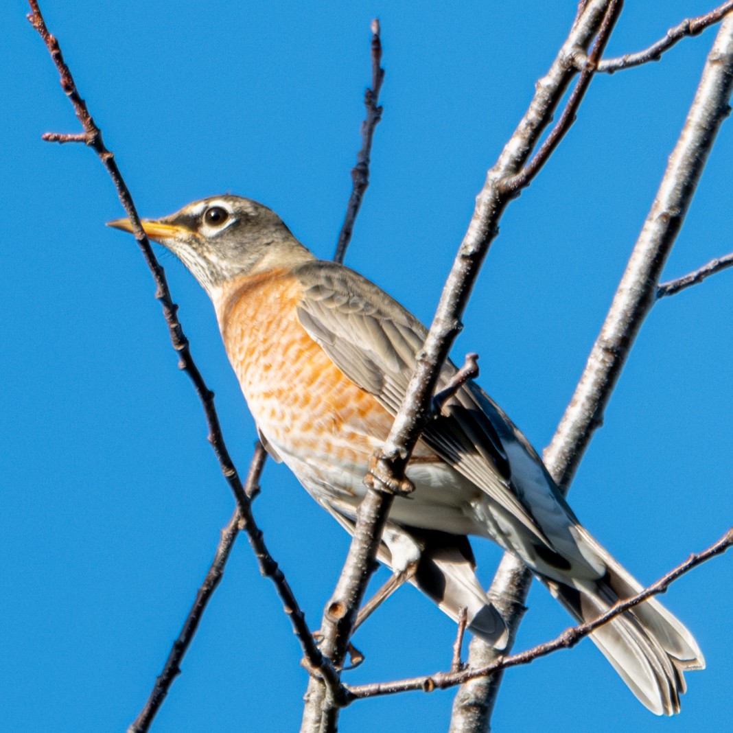 American Robin - ML610516389