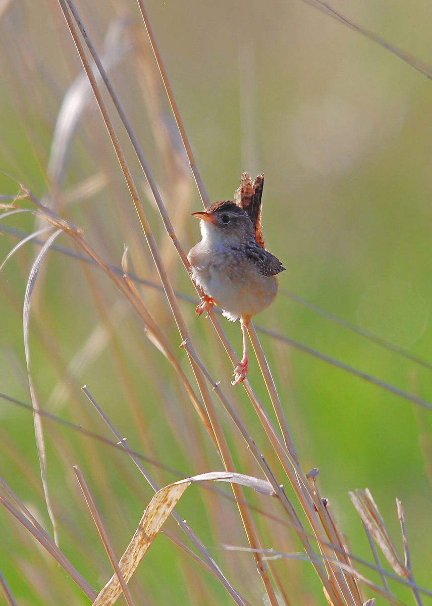 Sedge Wren - ML610516430