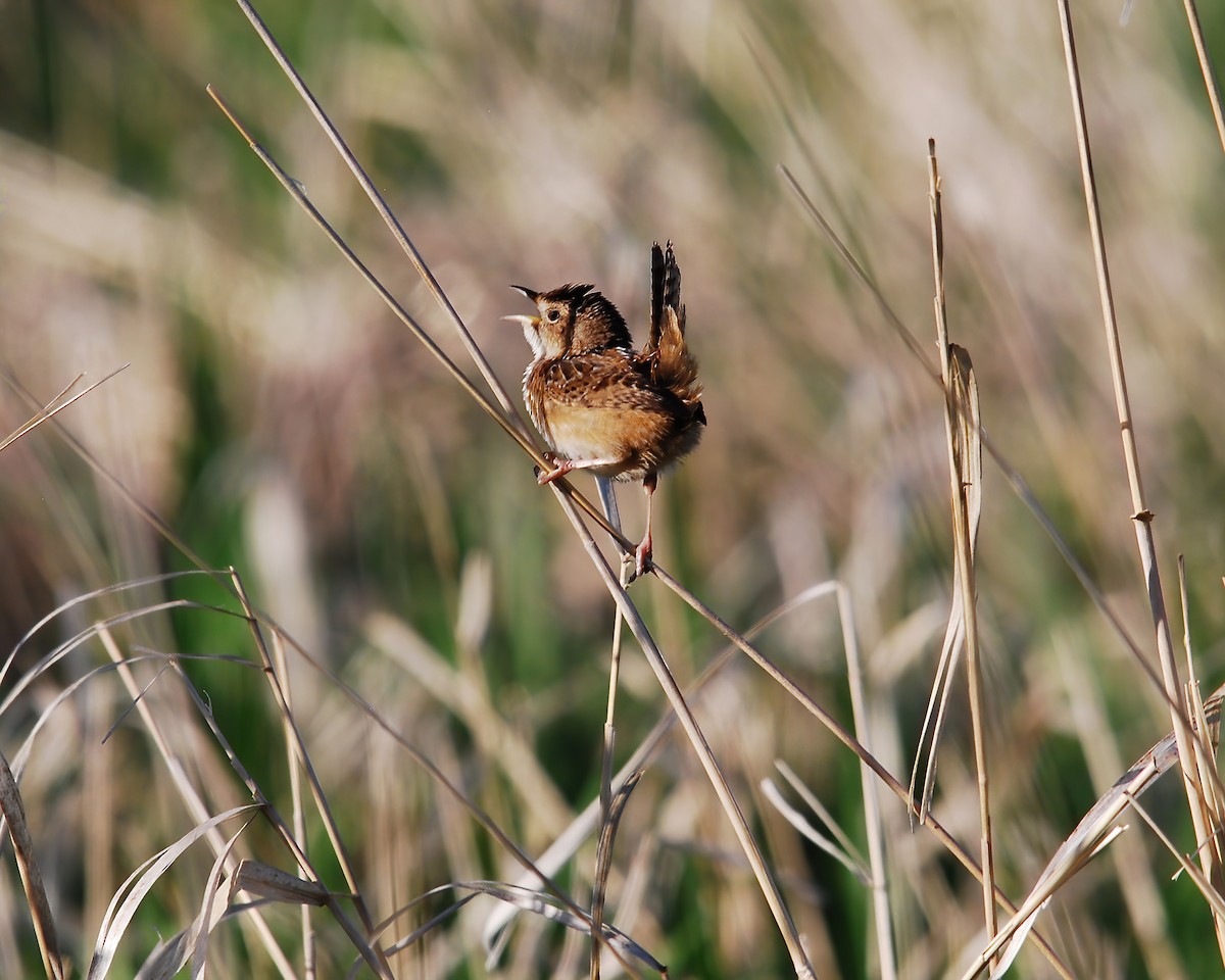 Sedge Wren - ML610516432