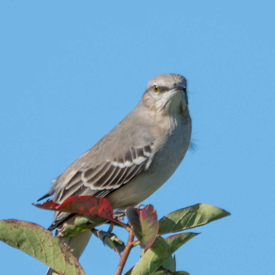 Northern Mockingbird - ML610516449
