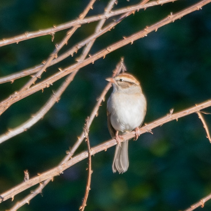 Chipping Sparrow - ML610516483