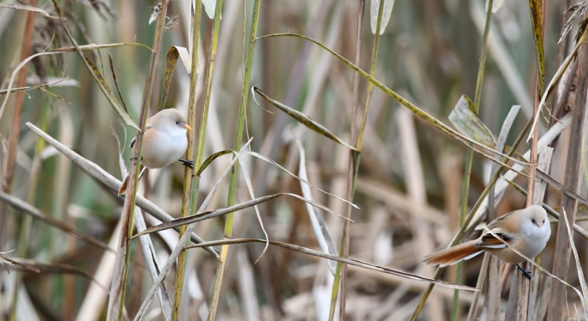 Bearded Reedling - ML610516604