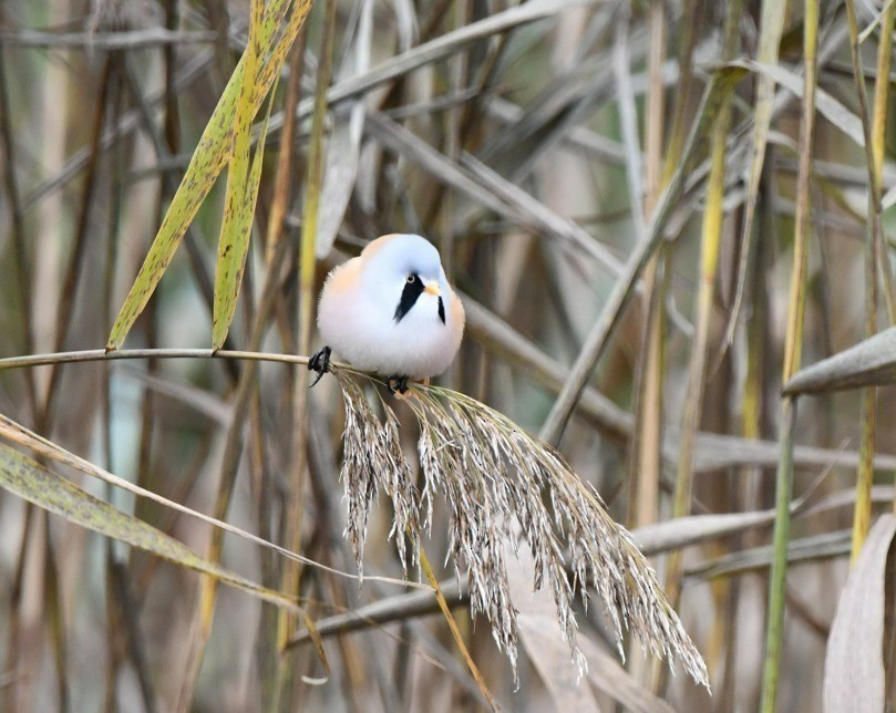 Bearded Reedling - ML610516606