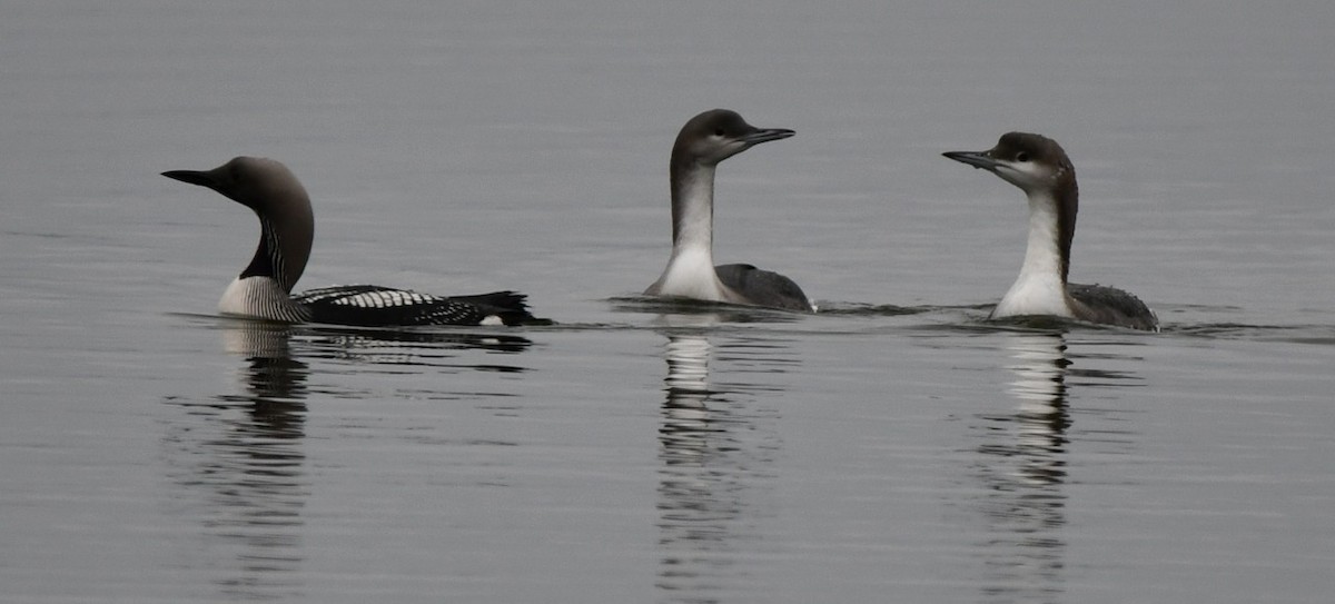 Arctic Loon - ML610516653