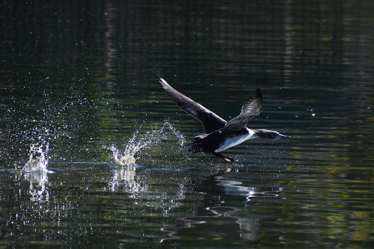 Red-throated Loon - ML610516719