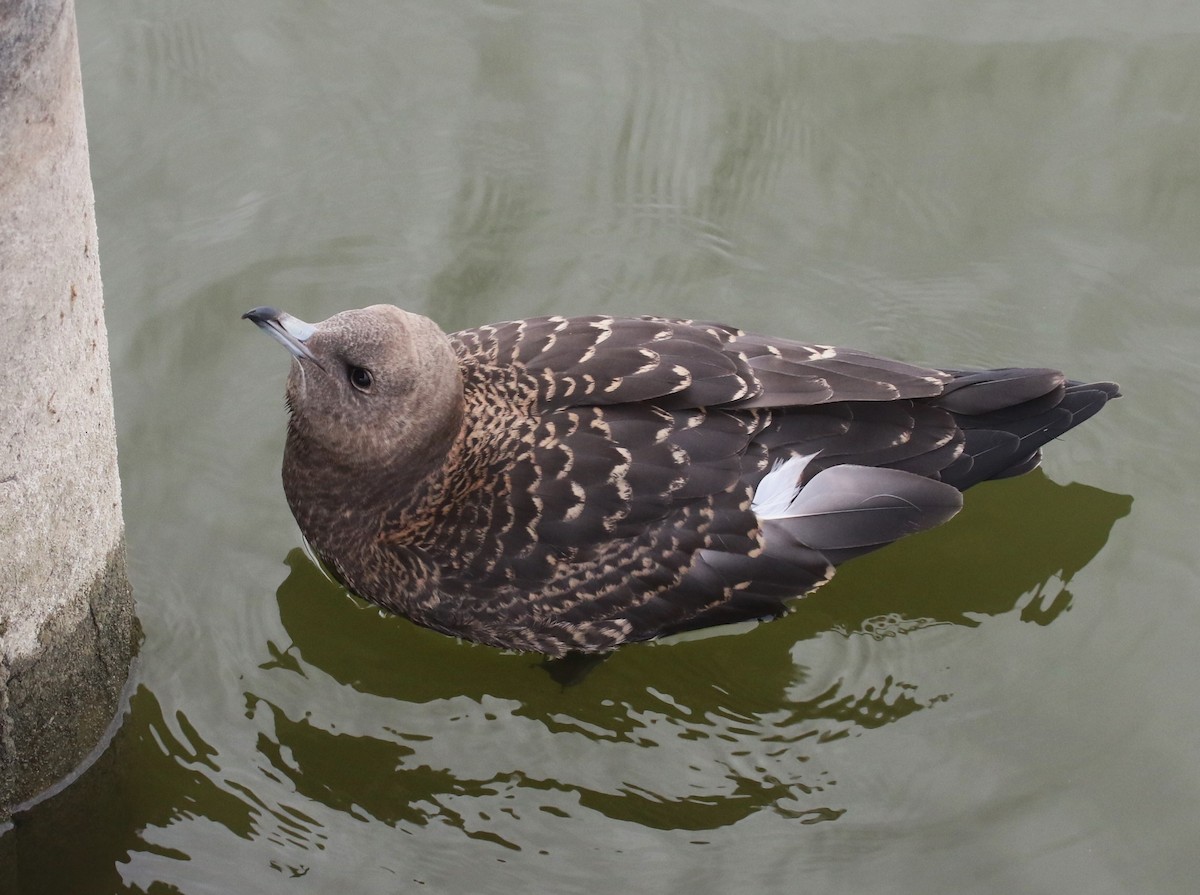 Pomarine Jaeger - David Leatherman