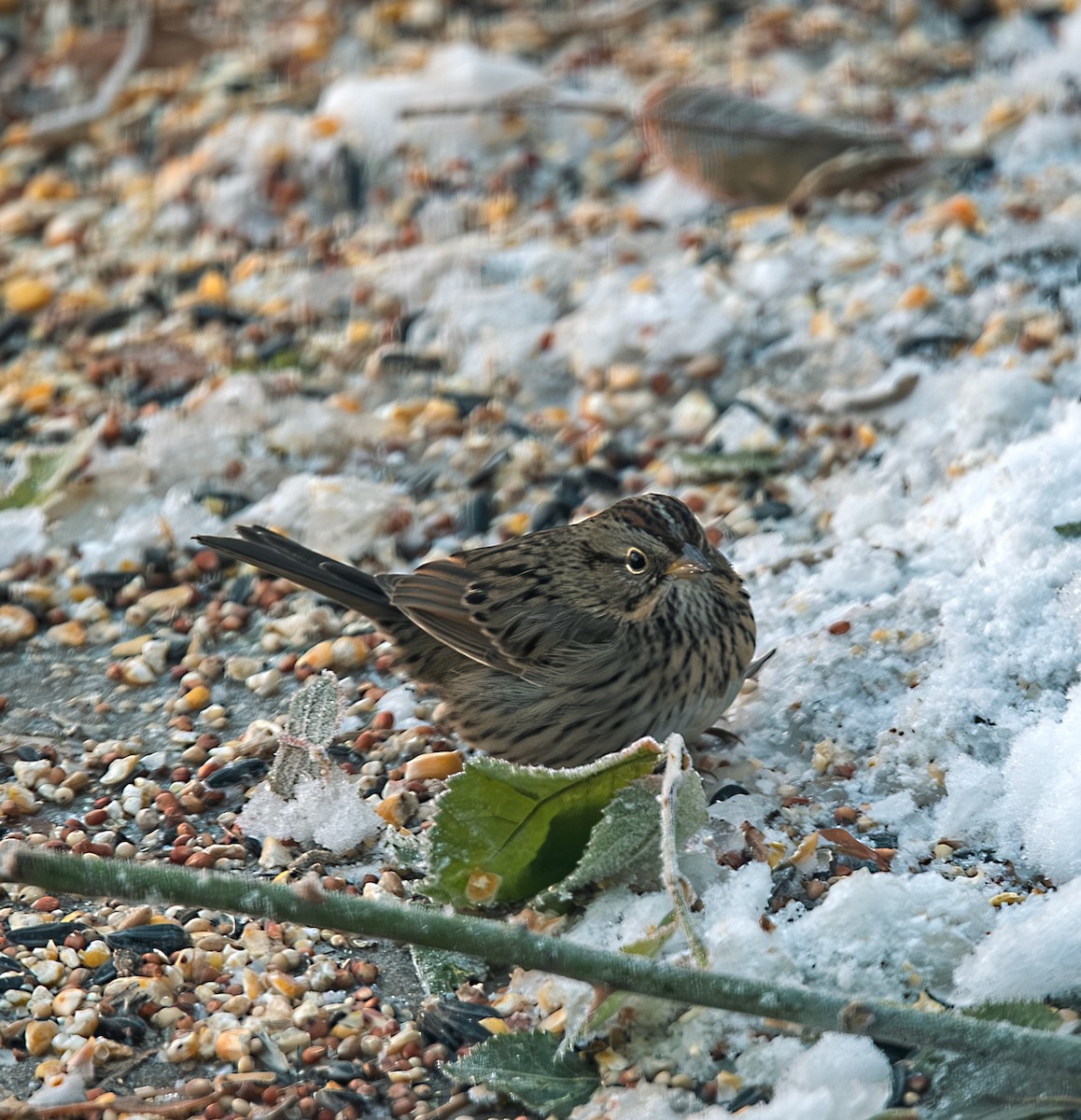 Lincoln's Sparrow - Alex Kearney