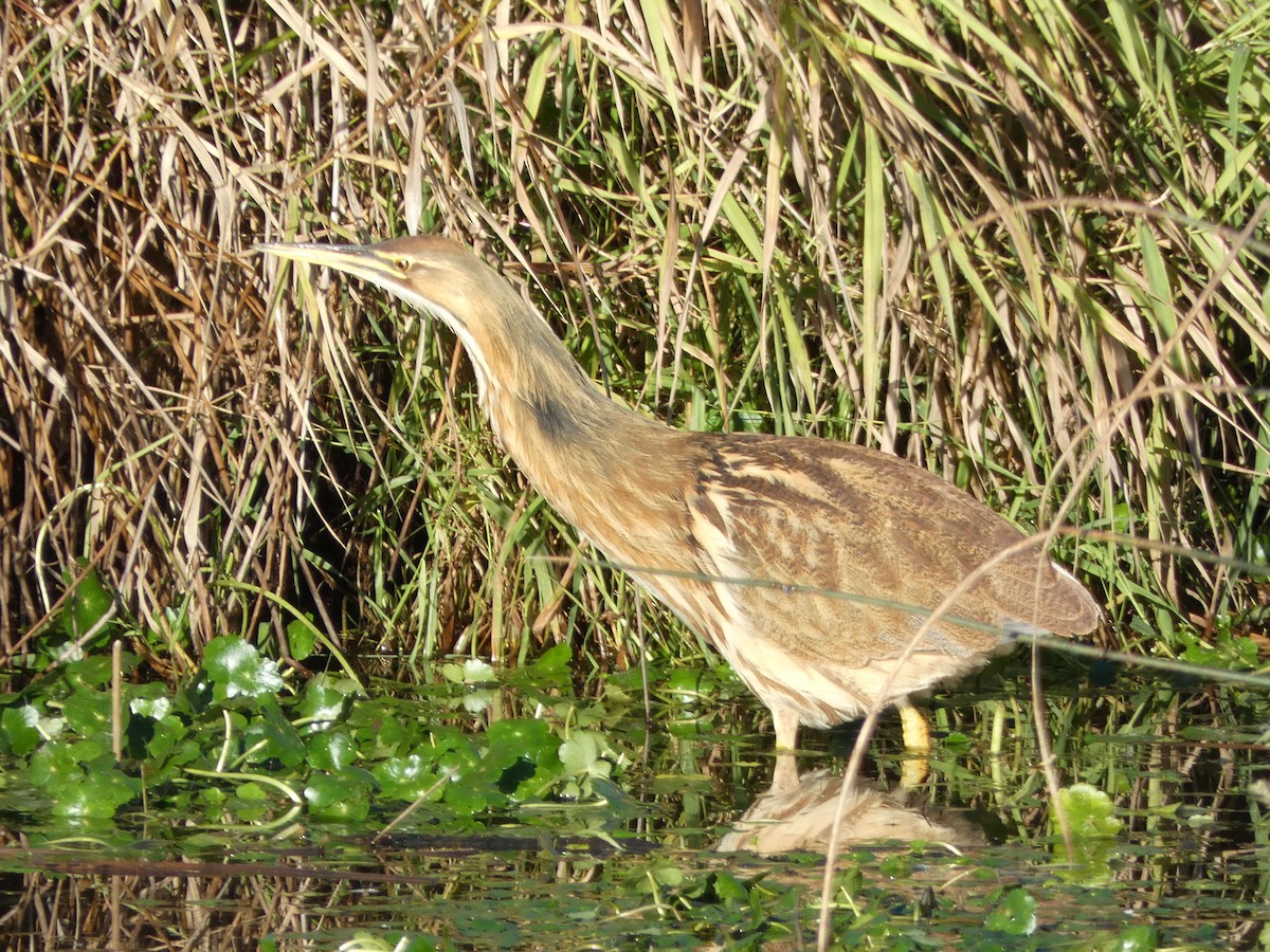 American Bittern - ML610516981