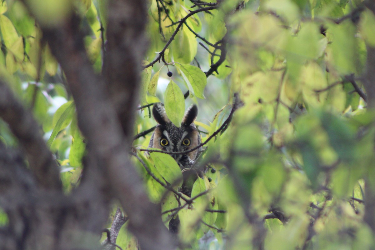 Long-eared Owl - Matt Gard