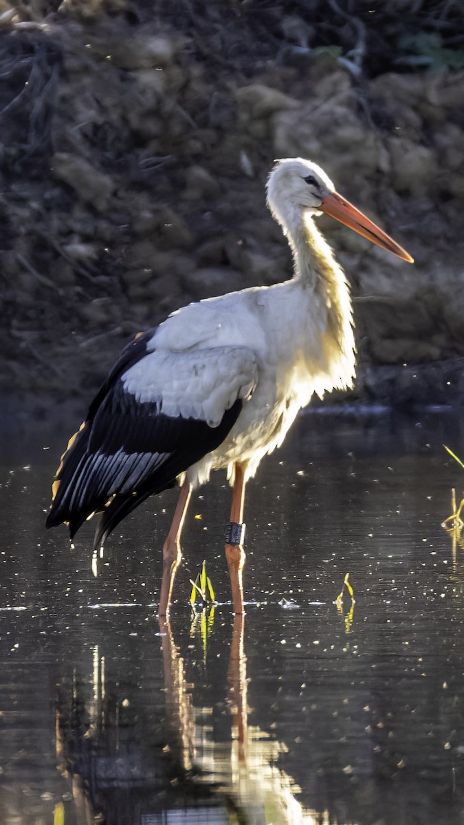 White Stork - ML610517155