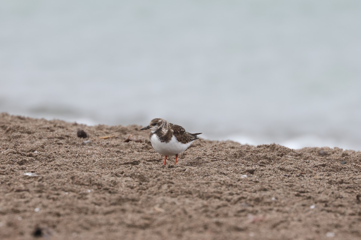 Ruddy Turnstone - ML610517207