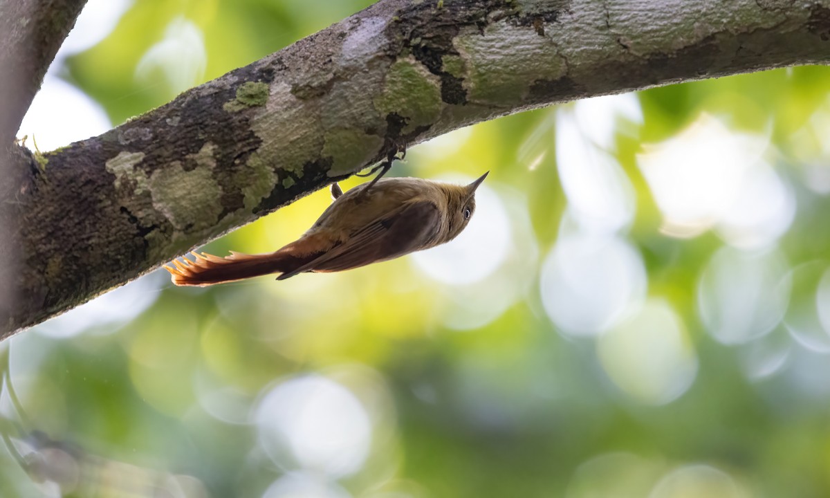 Olivaceous Woodcreeper (Olivaceous) - ML610517231