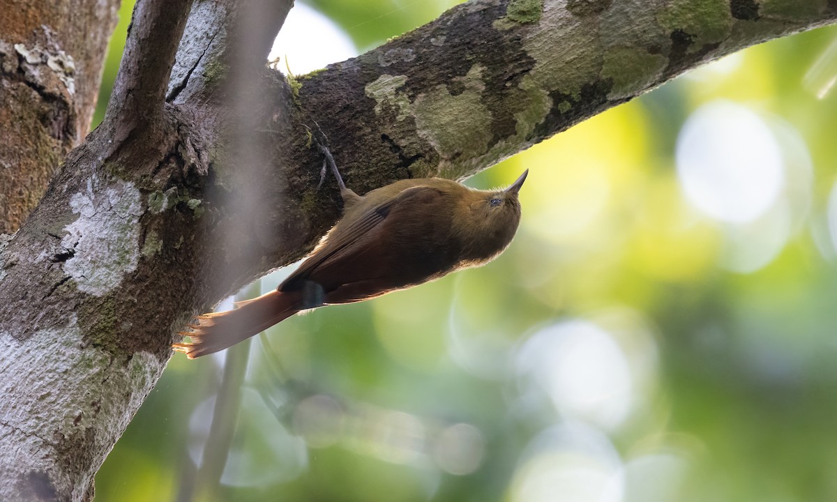 Olivaceous Woodcreeper (Olivaceous) - ML610517232