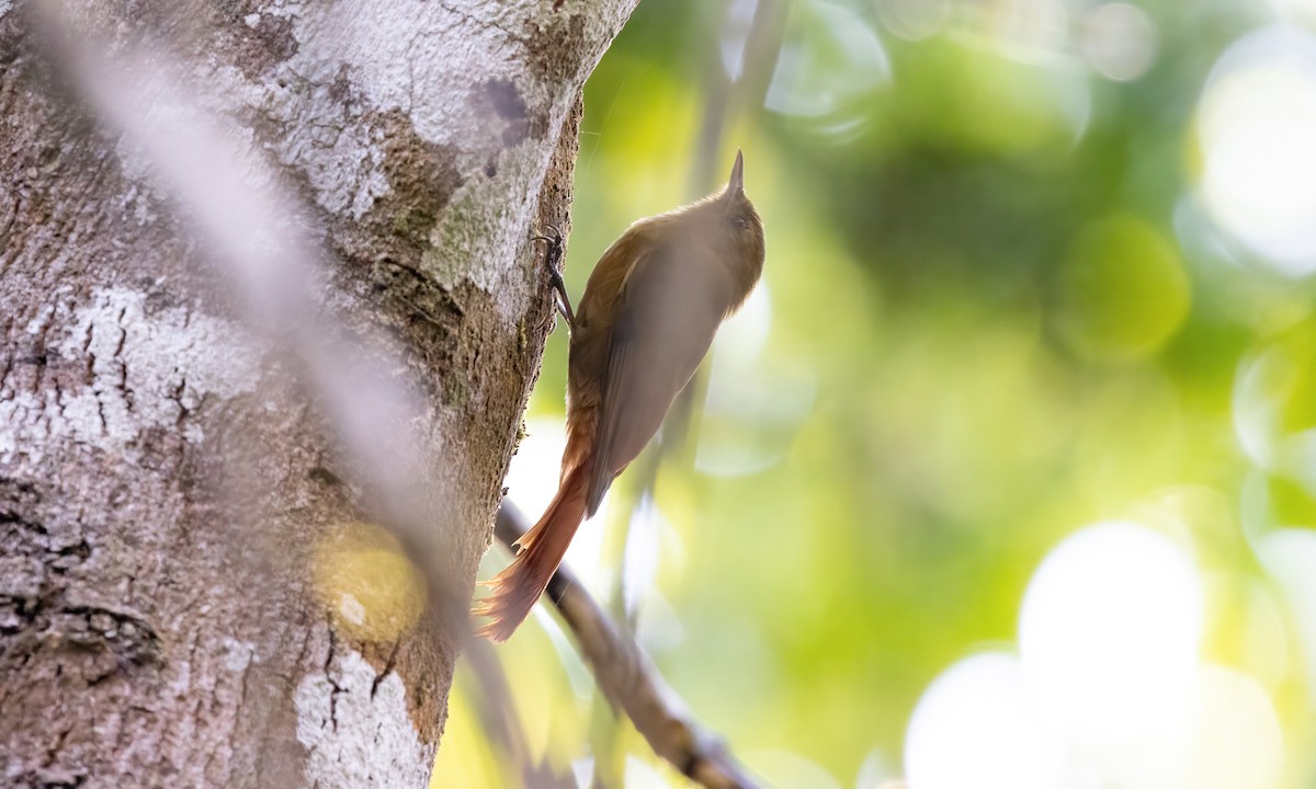 Olivaceous Woodcreeper (Olivaceous) - ML610517233