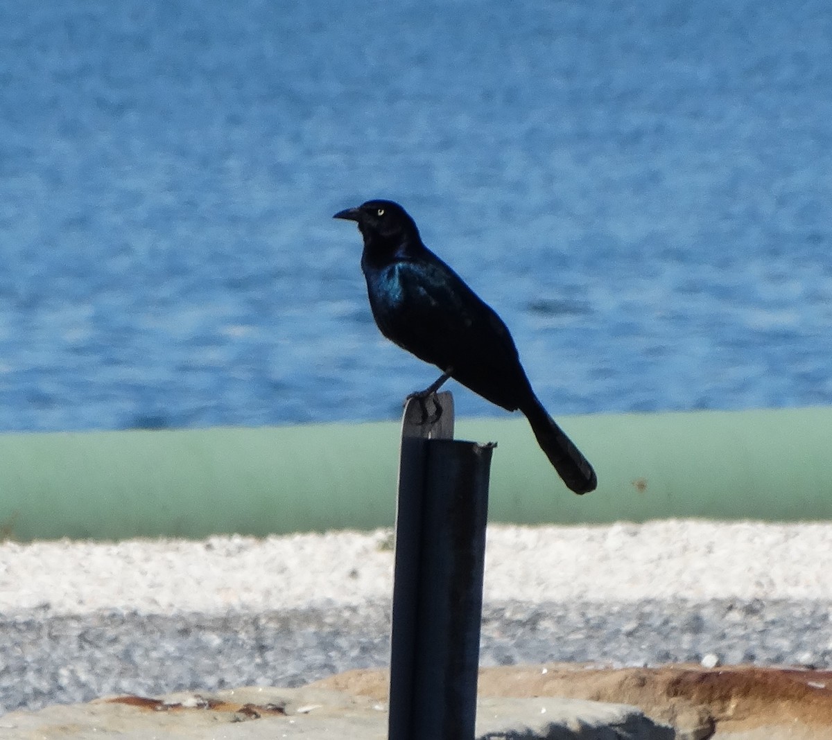 Boat-tailed Grackle - ML610517254