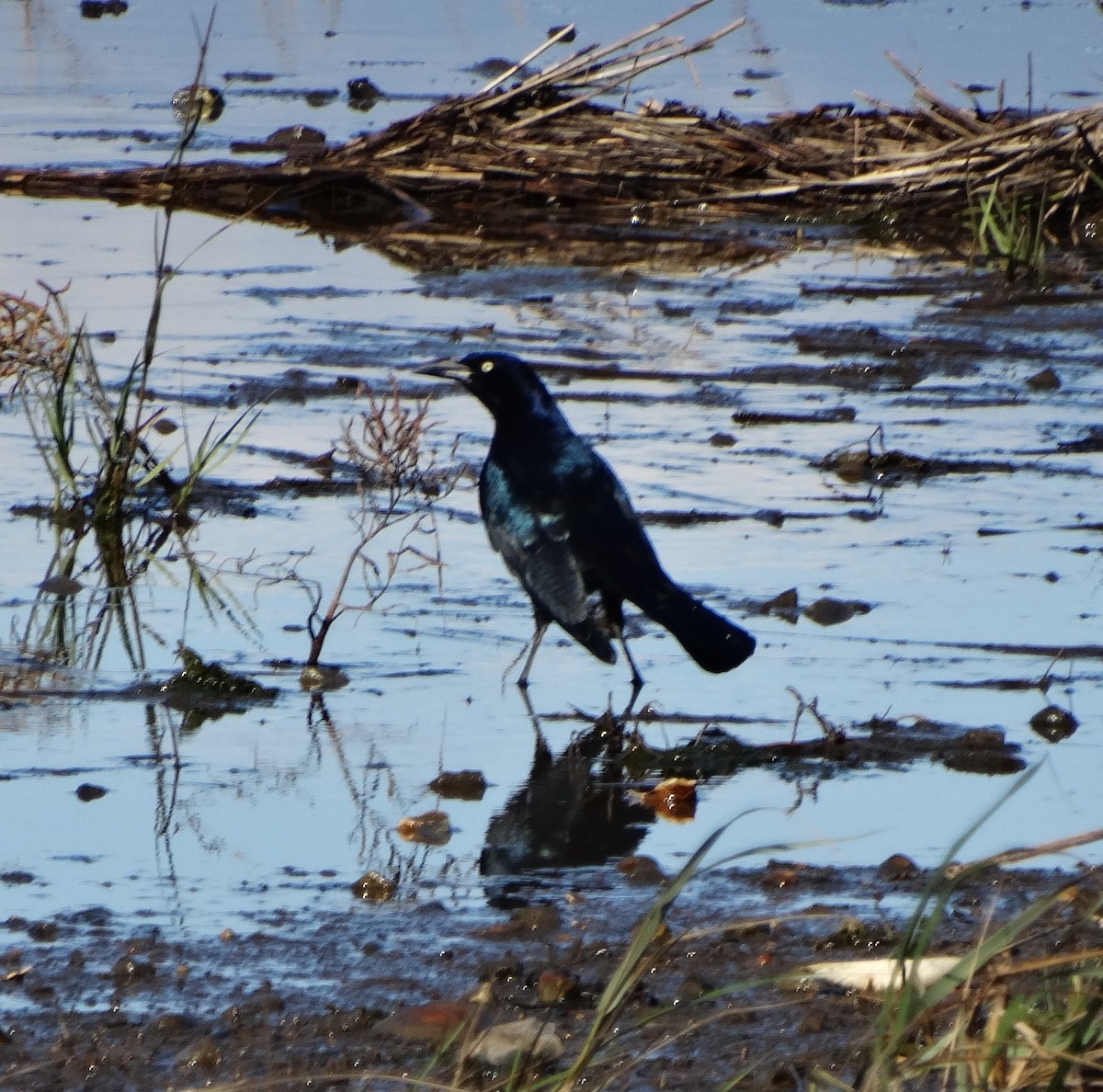 Boat-tailed Grackle - ML610517255