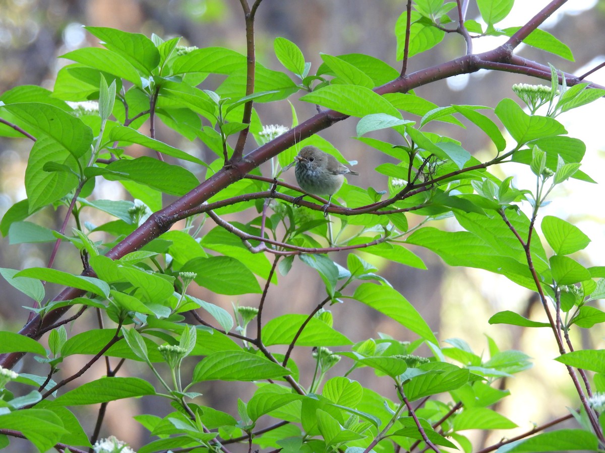 Brown Thornbill - Chandrika Khirani