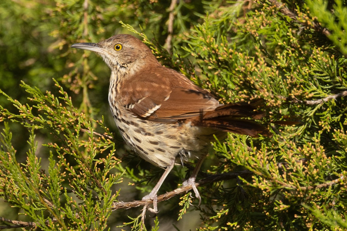 Brown Thrasher - ML610517323