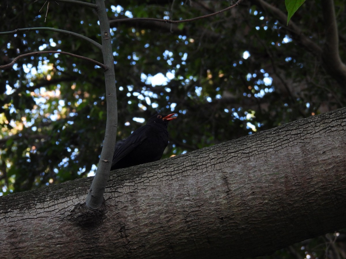 Eurasian Blackbird - ML610517325