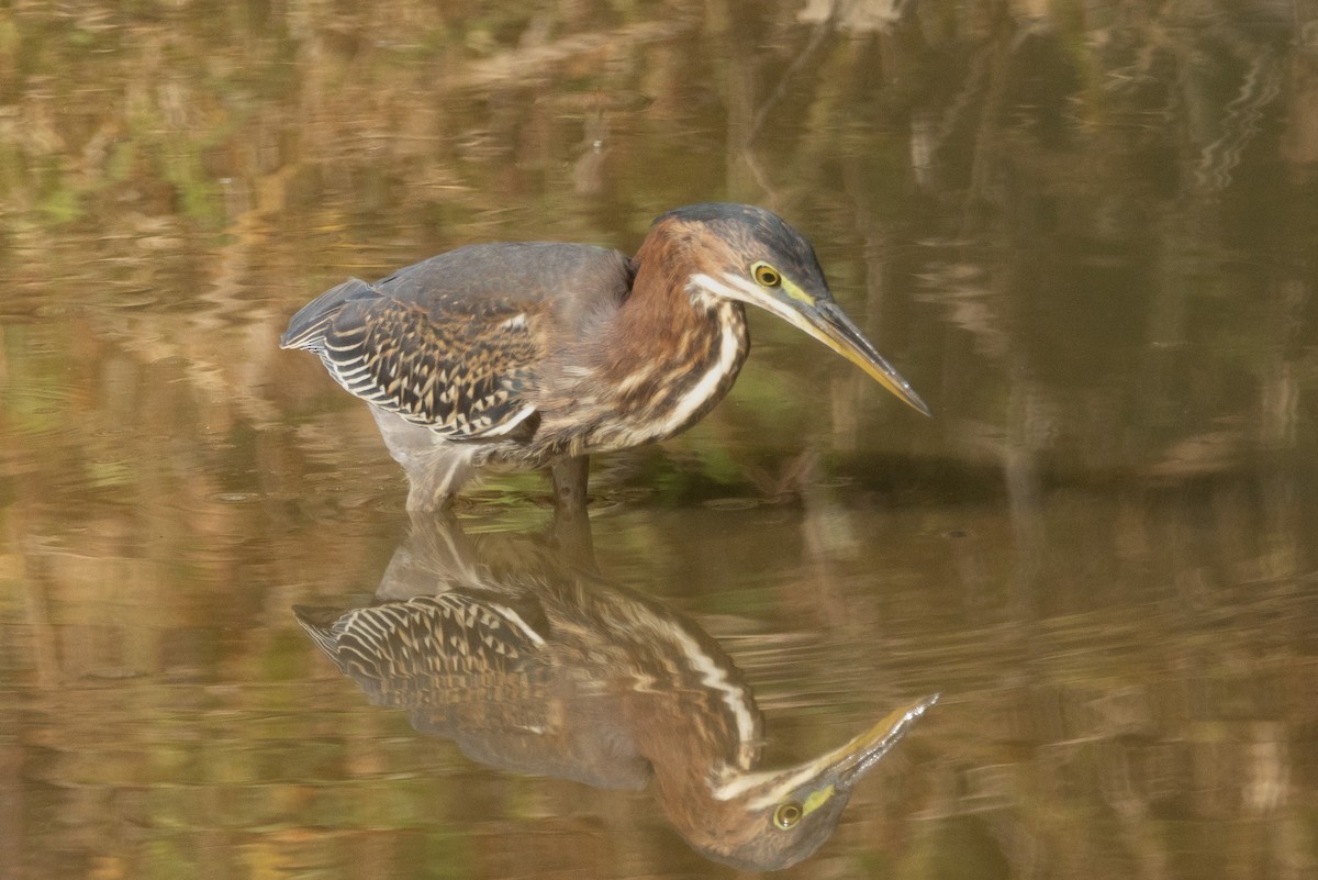 Green Heron - ML610517329