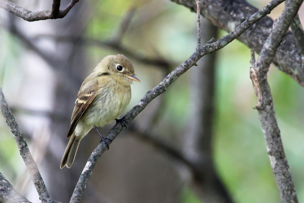 Western Flycatcher - ML610517356