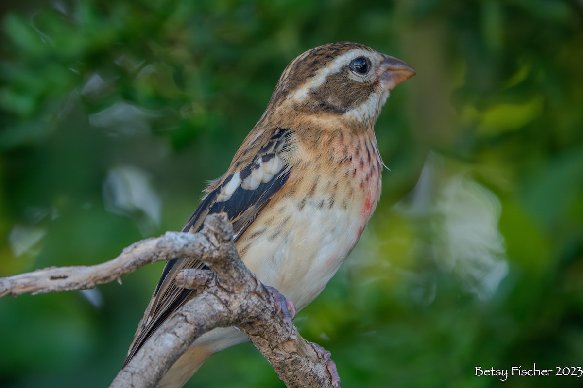 Rose-breasted Grosbeak - Betsy Fischer