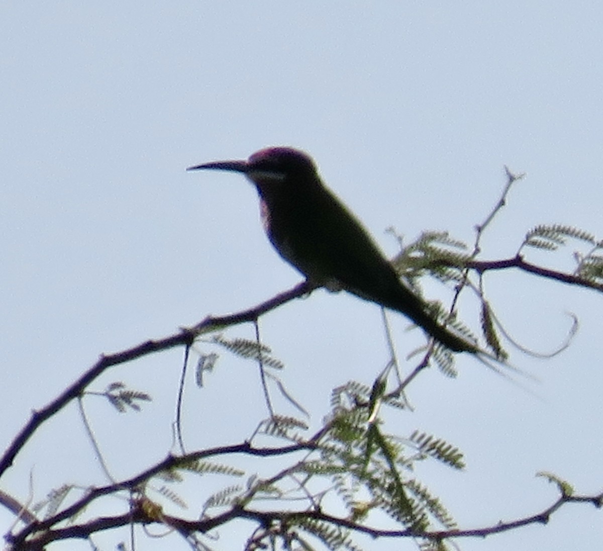 Madagascar Bee-eater - ML610517366