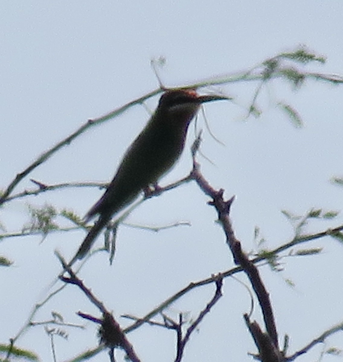 Madagascar Bee-eater - ML610517374