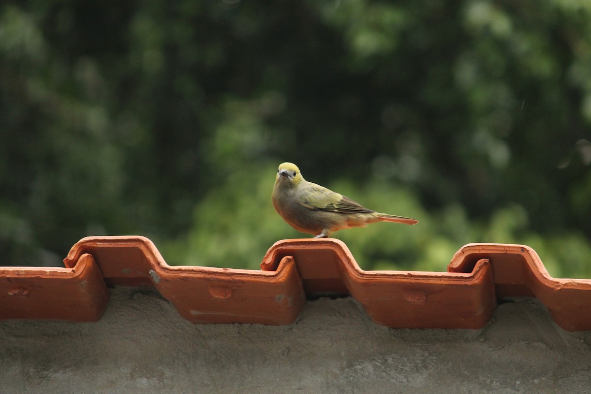 Palm Tanager - Tomaz Melo