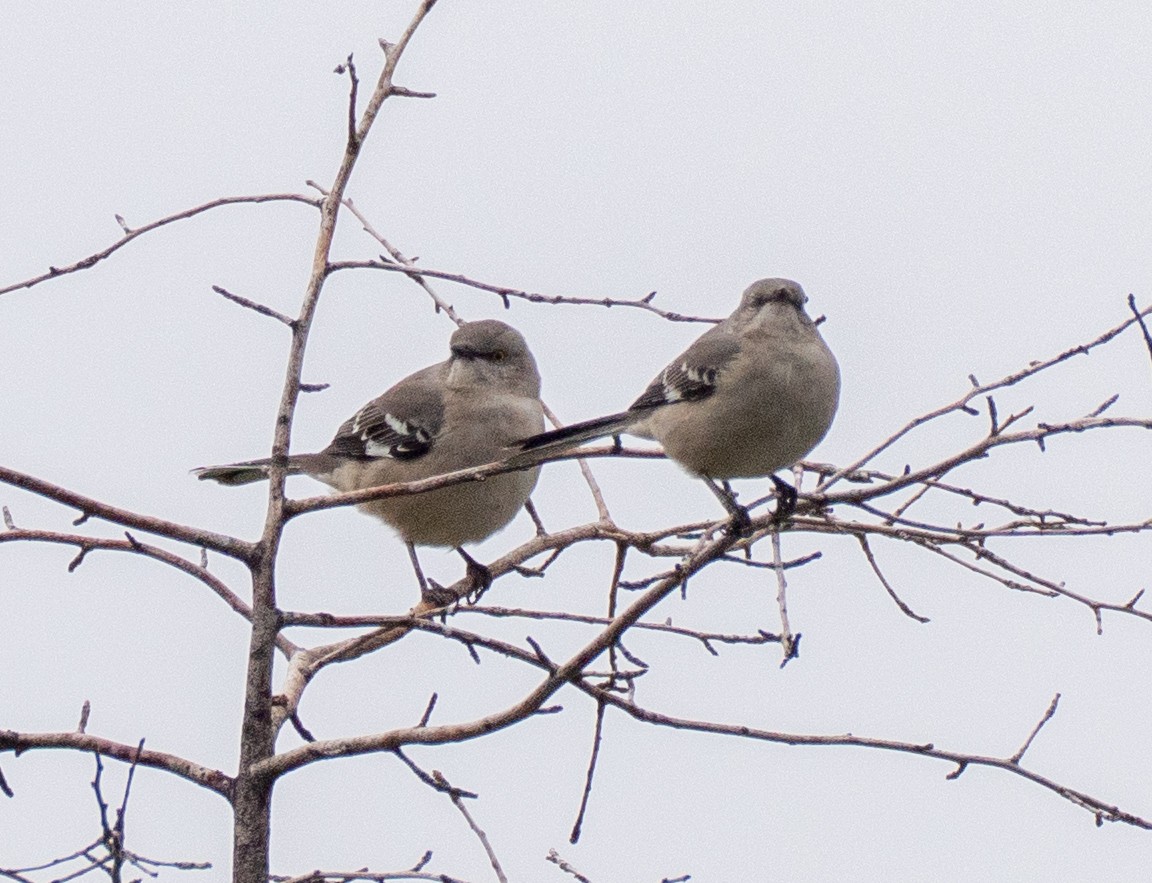 Northern Mockingbird - Scott Murphy