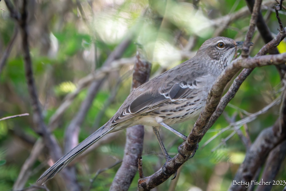 Bahama Mockingbird - Betsy Fischer