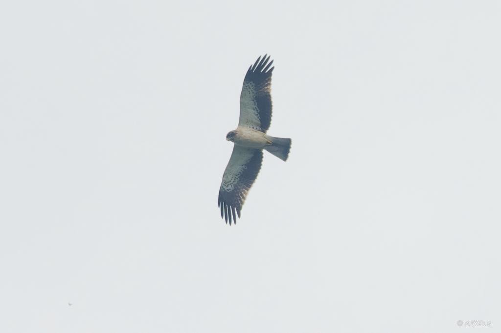 Booted Eagle - ML610517472