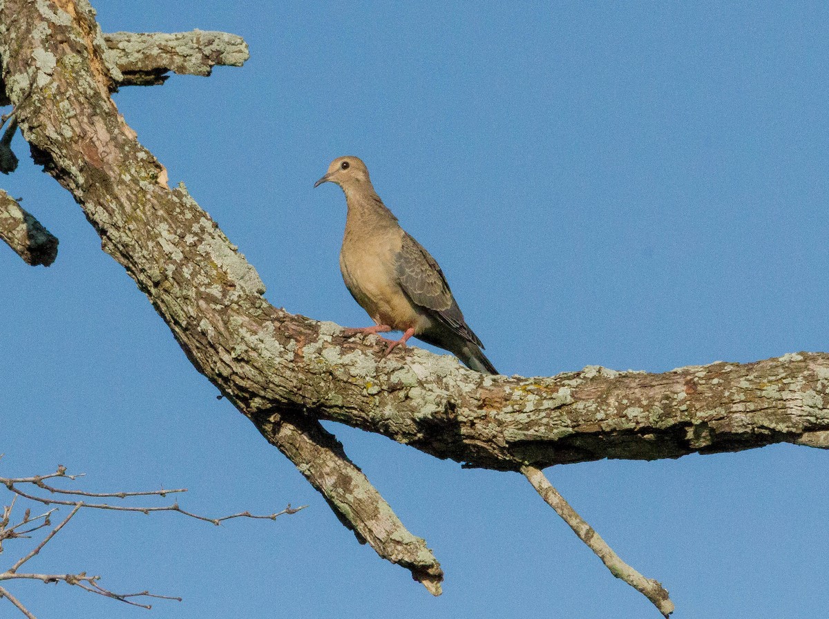 Mourning Dove - ML61051751