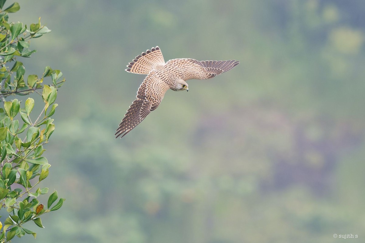 Eurasian Kestrel - ML610517516