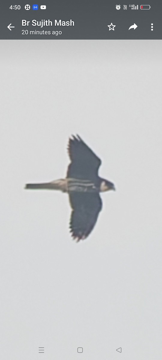 Eurasian Hobby - ML610517593