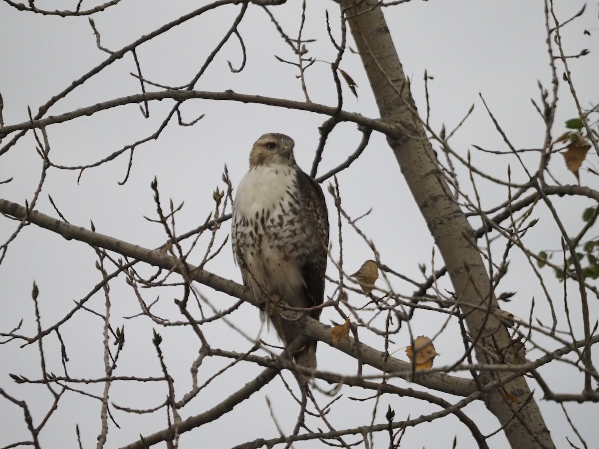 Red-tailed Hawk - ML610517602