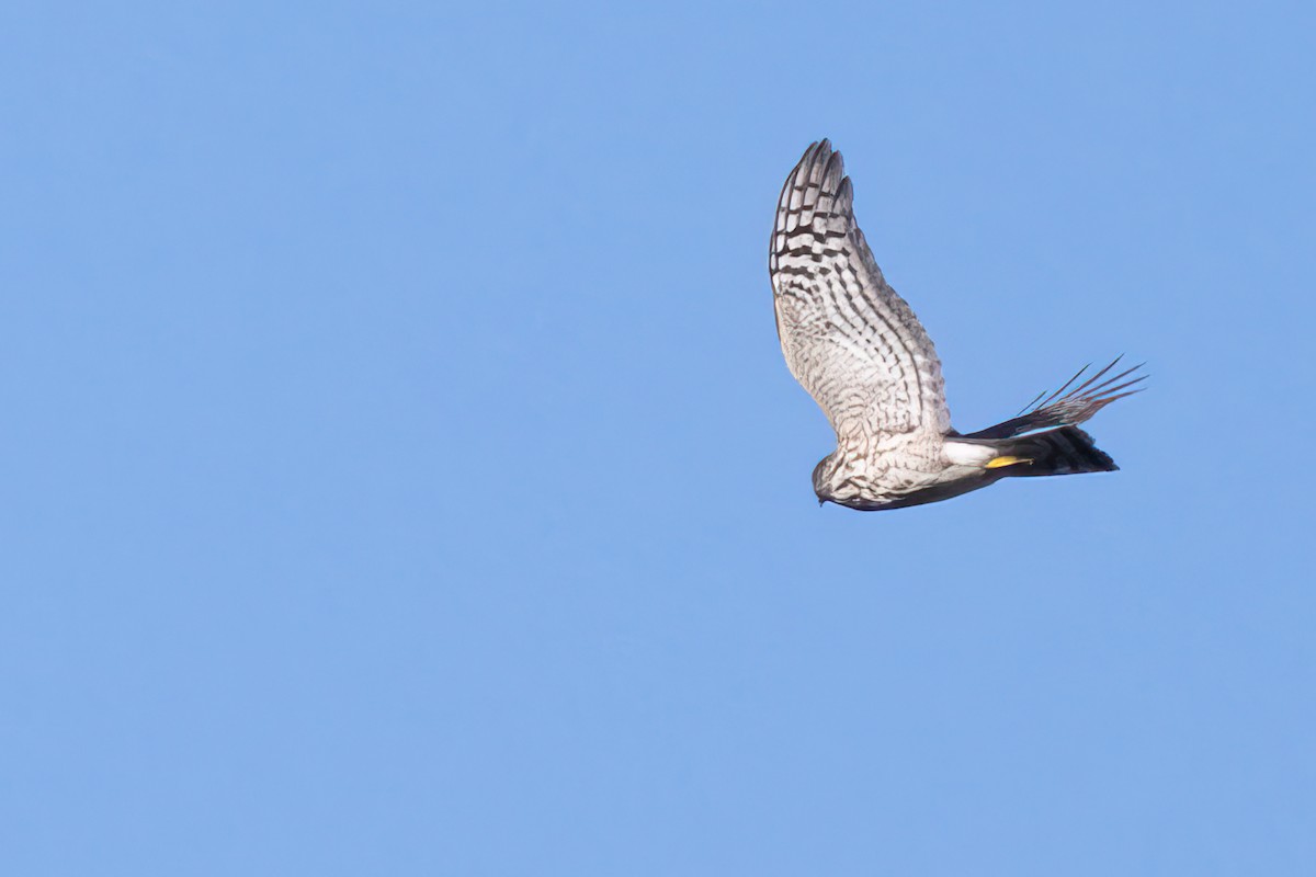 Sharp-shinned Hawk - ML610517603