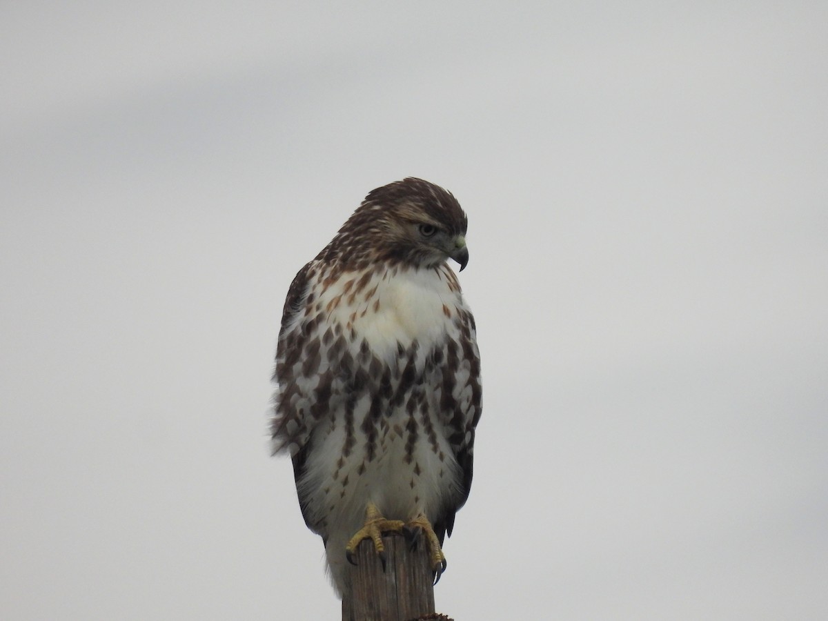 Red-tailed Hawk - ML610517612