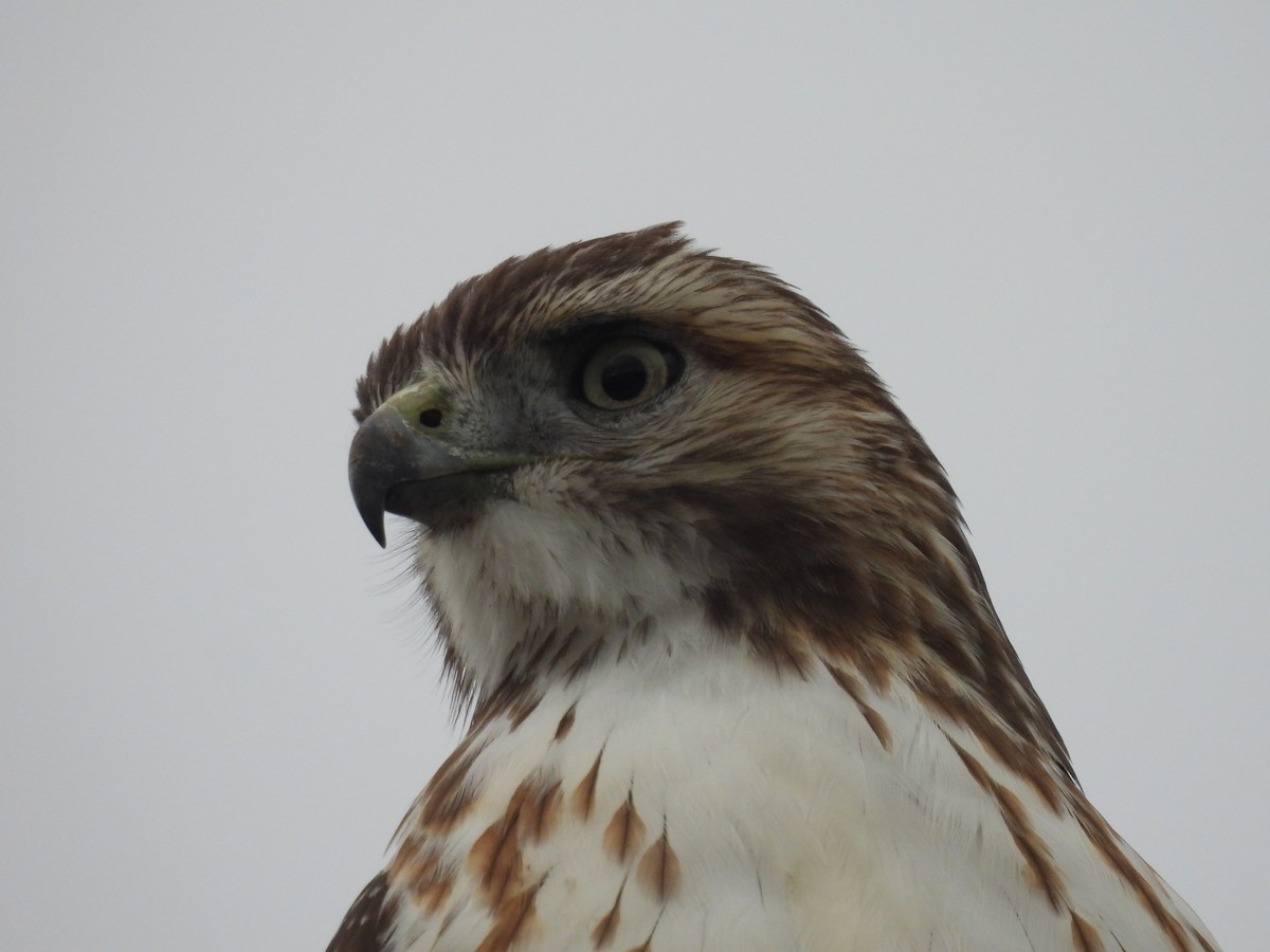 Red-tailed Hawk - Lisa Schibley