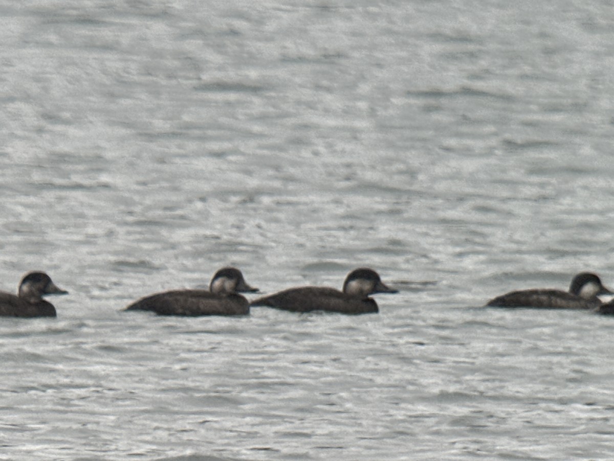 Black Scoter - ML610517645