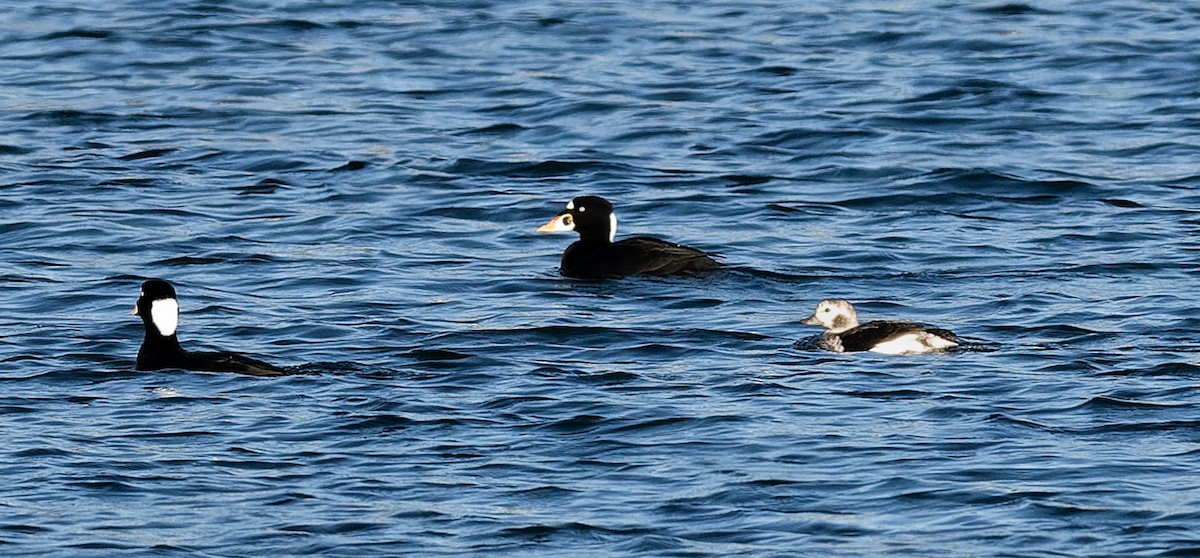 Long-tailed Duck - ML610517734