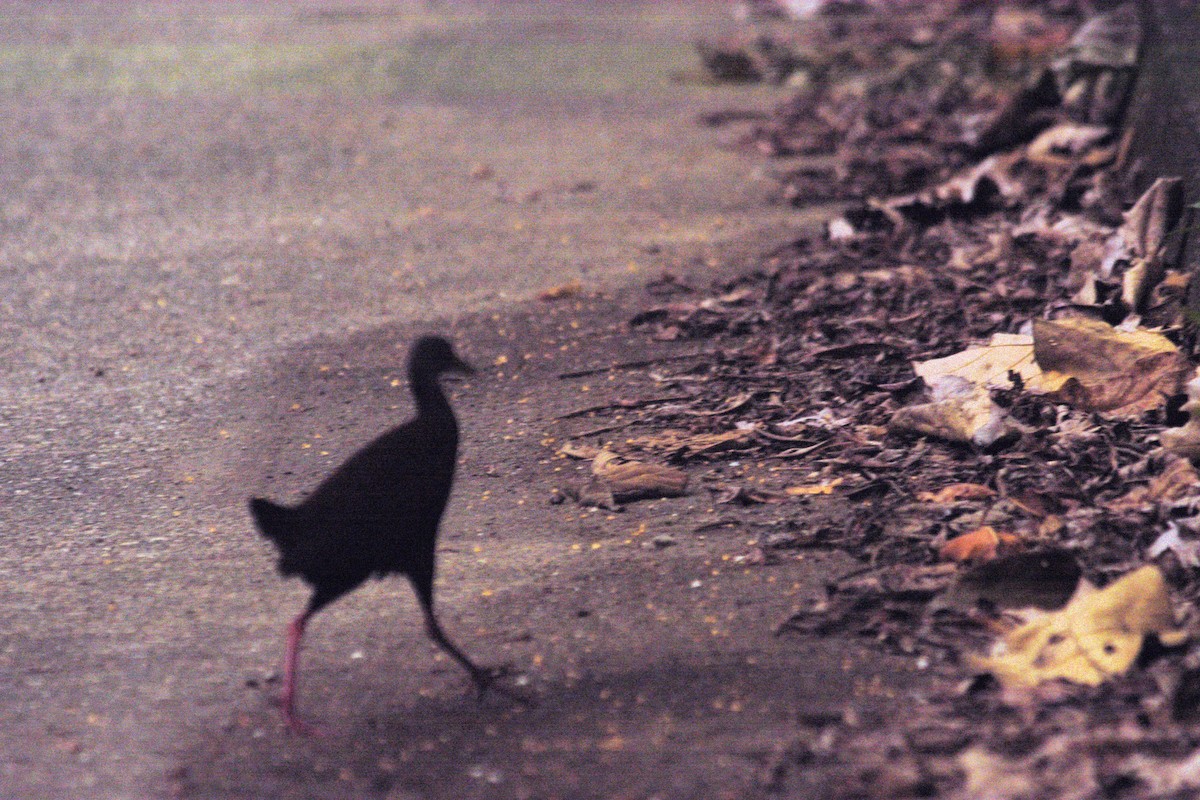 Brown Wood-Rail - Rodolfo Dodero