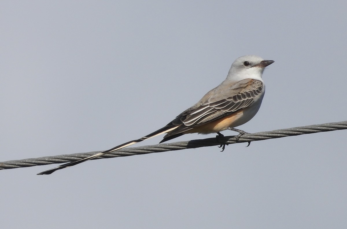 Scherenschwanz-Königstyrann - ML610517780