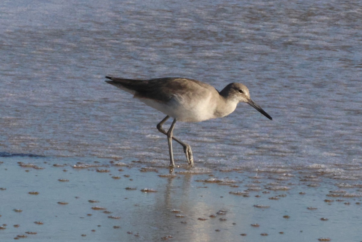 Willet - ML610517781