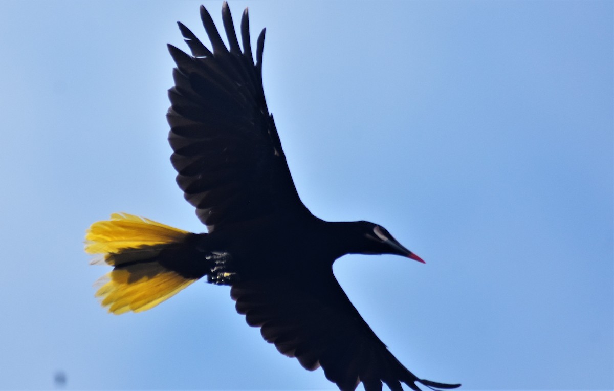 Baudo Oropendola - ML610517785