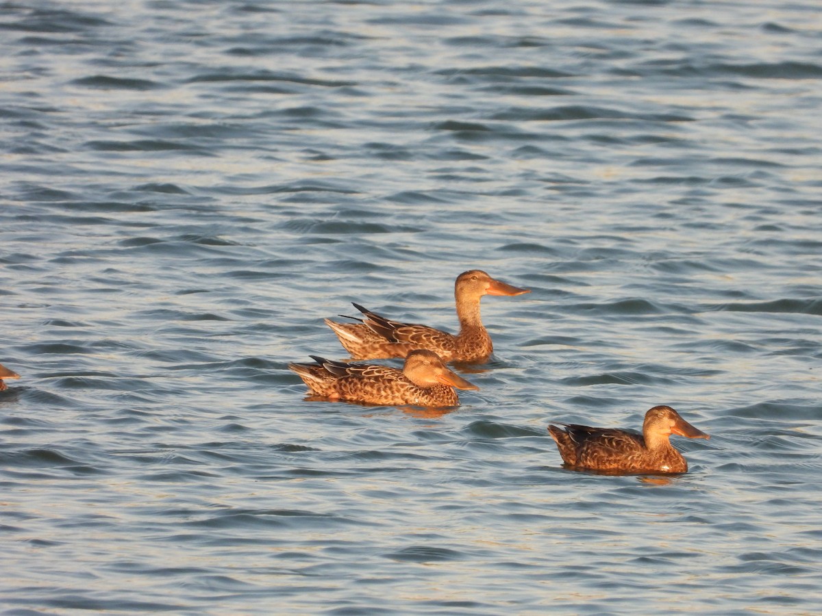 Northern Shoveler - ML610517884