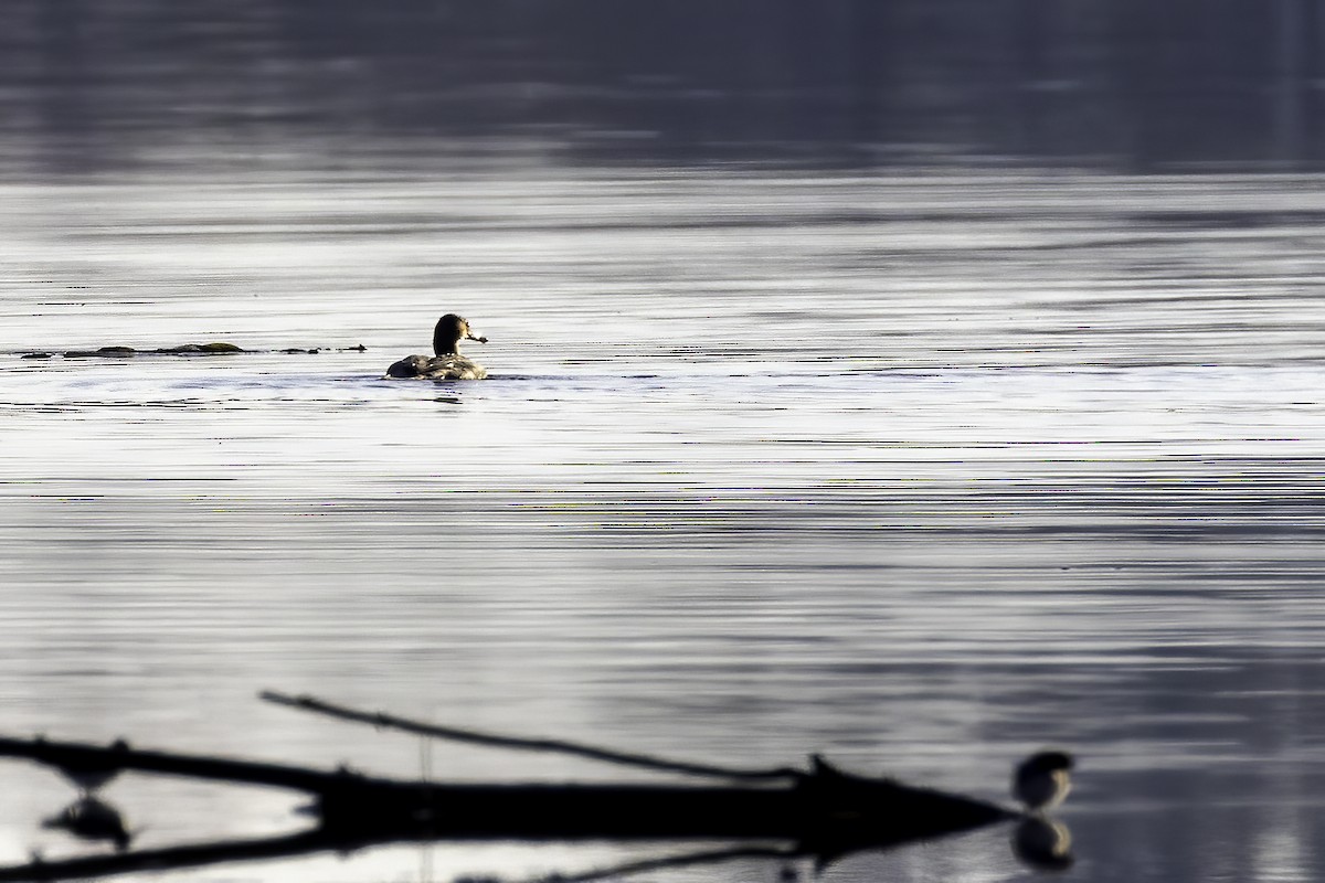 Red-breasted Merganser - ML610517969