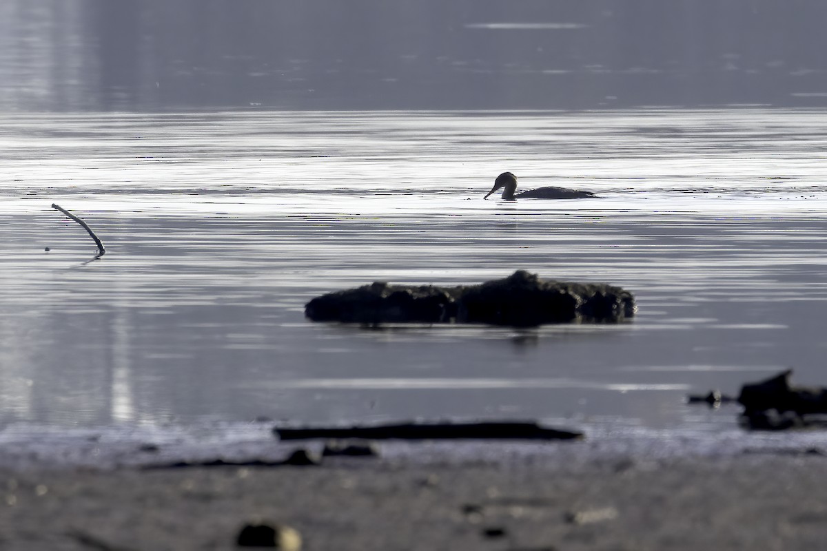 Red-breasted Merganser - ML610517970